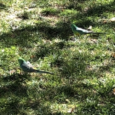 Psephotus haematonotus (Red-rumped Parrot) at Parkes, ACT - 18 Mar 2020 by Jubeyjubes