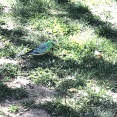 Psephotus haematonotus at Parkes, ACT - 18 Mar 2020