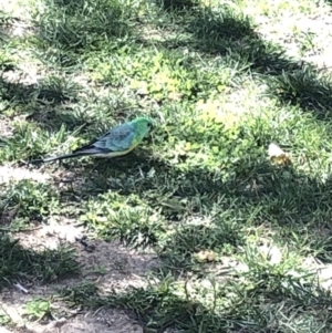 Psephotus haematonotus at Parkes, ACT - 18 Mar 2020