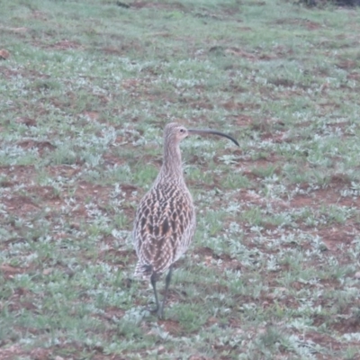 Numenius madagascariensis (Eastern Curlew) at Mount Clear, ACT - 10 Mar 2020 by Sherwood