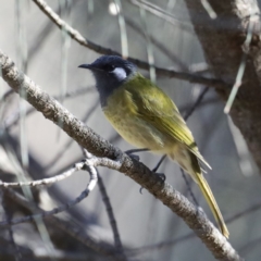 Nesoptilotis leucotis (White-eared Honeyeater) at Majura, ACT - 17 Mar 2020 by jbromilow50