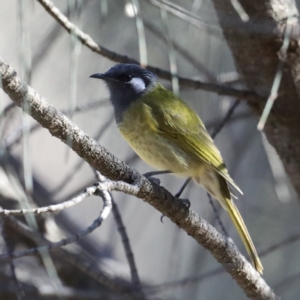 Nesoptilotis leucotis at Majura, ACT - 17 Mar 2020