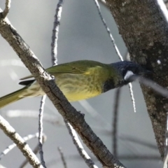 Nesoptilotis leucotis at Majura, ACT - 17 Mar 2020