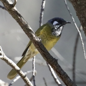 Nesoptilotis leucotis at Majura, ACT - 17 Mar 2020