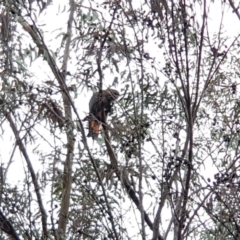 Calyptorhynchus lathami (Glossy Black-Cockatoo) at Eden, NSW - 5 Mar 2020 by Allan