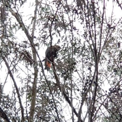 Calyptorhynchus lathami (Glossy Black-Cockatoo) at Eden, NSW - 5 Mar 2020 by Allan