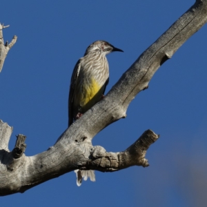 Anthochaera carunculata at Majura, ACT - 17 Mar 2020