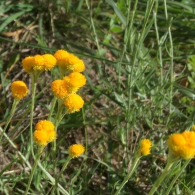 Chrysocephalum apiculatum (Common Everlasting) at Florey, ACT - 19 Mar 2020 by dhkmapr