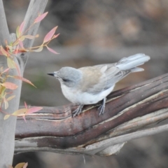 Colluricincla harmonica (Grey Shrikethrush) at Bundanoon - 12 Mar 2020 by GlossyGal