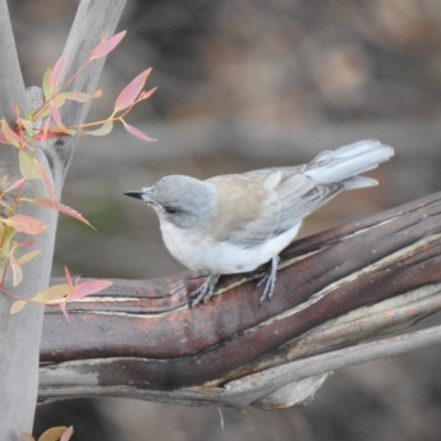 Colluricincla harmonica (Grey Shrikethrush) at Bundanoon - 12 Mar 2020 by GlossyGal