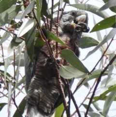 Callocephalon fimbriatum (Gang-gang Cockatoo) at Penrose - 11 Mar 2020 by GlossyGal