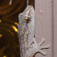 Christinus marmoratus (Southern Marbled Gecko) at Evatt, ACT - 18 Mar 2020 by TimL