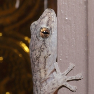 Christinus marmoratus at Evatt, ACT - 19 Mar 2020