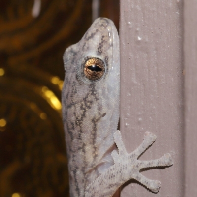 Christinus marmoratus (Southern Marbled Gecko) at Evatt, ACT - 19 Mar 2020 by TimL