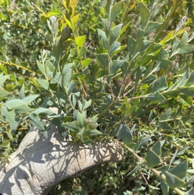 Acacia cultriformis (Knife Leaf Wattle) at Watson, ACT - 15 Mar 2020 by rhyshardy