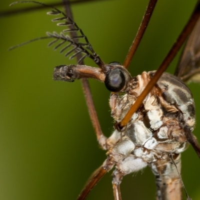 Ptilogyna sp. (genus) (A crane fly) at Bruce, ACT - 17 Nov 2016 by Bron