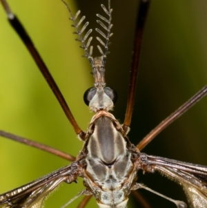 Ptilogyna sp. (genus) at Bruce, ACT - 17 Nov 2016 11:28 AM