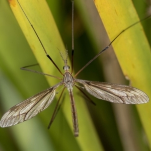 Ptilogyna sp. (genus) at Bruce, ACT - 17 Nov 2016