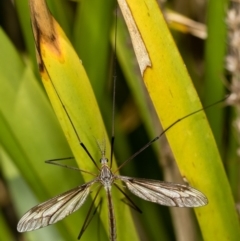 Ptilogyna sp. (genus) at Bruce, ACT - 17 Nov 2016 11:28 AM