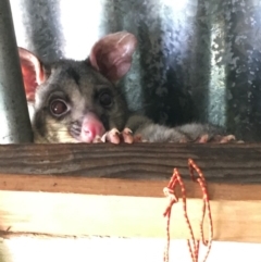 Trichosurus vulpecula (Common Brushtail Possum) at Hughes, ACT - 19 Mar 2020 by KL