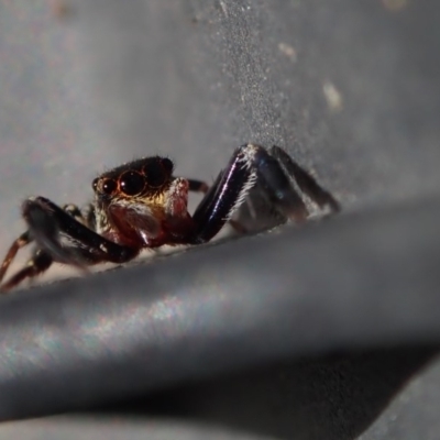 Salticidae (family) (Jumping spider) at Spence, ACT - 19 Mar 2020 by Laserchemisty