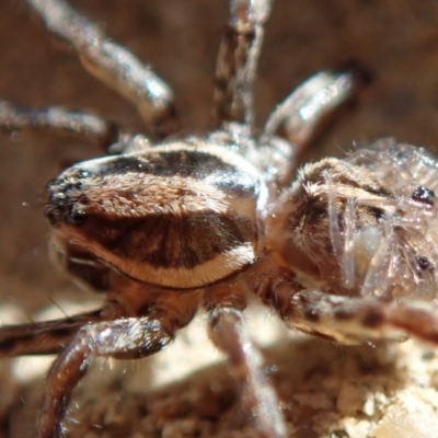 Lycosidae (family) (Wolf spider) at Spence, ACT - 15 Mar 2020 by Laserchemisty