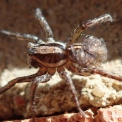 Lycosidae (family) at Spence, ACT - 15 Mar 2020 10:32 AM