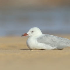 Chroicocephalus novaehollandiae (Silver Gull) at Merimbula, NSW - 19 Mar 2020 by Leo