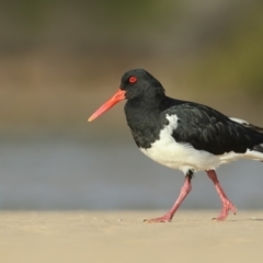 Haematopus longirostris (Australian Pied Oystercatcher) at Merimbula, NSW - 19 Mar 2020 by Leo