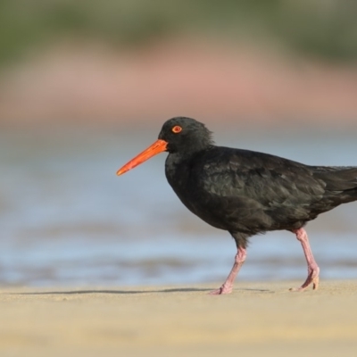 Haematopus fuliginosus (Sooty Oystercatcher) at Merimbula, NSW - 19 Mar 2020 by Leo