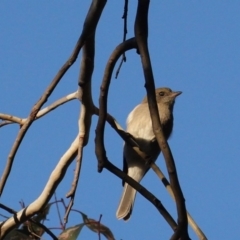 Pachycephala pectoralis (Golden Whistler) at Deakin, ACT - 19 Mar 2020 by JackyF