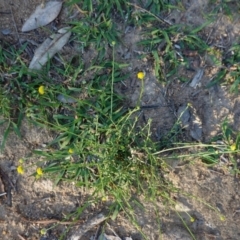 Calotis lappulacea (Yellow Burr Daisy) at Deakin, ACT - 19 Mar 2020 by JackyF