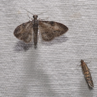 Chloroclystis insigillata (Chloroclystis insigillata) at Hackett, ACT - 22 Apr 2018 by GlennCocking