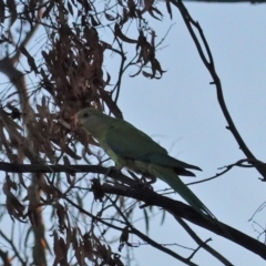 Polytelis swainsonii (Superb Parrot) at Hughes, ACT - 18 Mar 2020 by JackyF