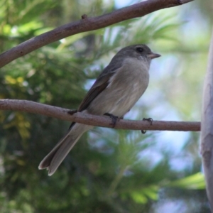 Pachycephala pectoralis at Deakin, ACT - 17 Mar 2020