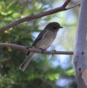 Pachycephala pectoralis at Deakin, ACT - 17 Mar 2020