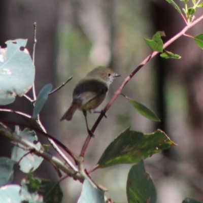Acanthiza pusilla (Brown Thornbill) at Deakin, ACT - 17 Mar 2020 by LisaH