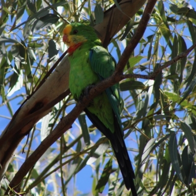 Polytelis swainsonii (Superb Parrot) at Deakin, ACT - 17 Mar 2020 by LisaH