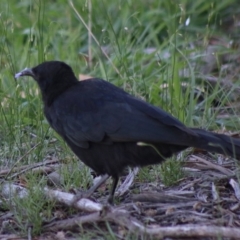 Corcorax melanorhamphos at Hughes, ACT - 19 Mar 2020