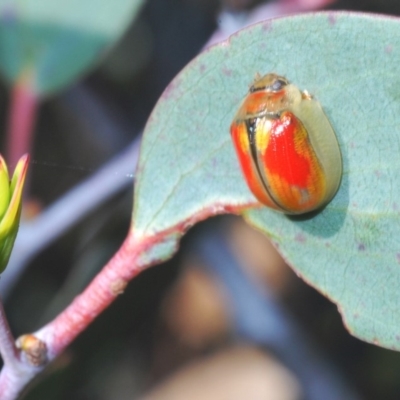 Paropsisterna sp. (genus) (A leaf beetle) at Kosciuszko National Park, NSW - 12 Mar 2020 by Harrisi