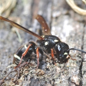 Eumeninae (subfamily) at Kosciuszko National Park, NSW - 12 Mar 2020 10:20 AM