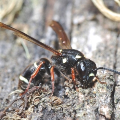 Eumeninae (subfamily) (Unidentified Potter wasp) at Kosciuszko National Park, NSW - 11 Mar 2020 by Harrisi