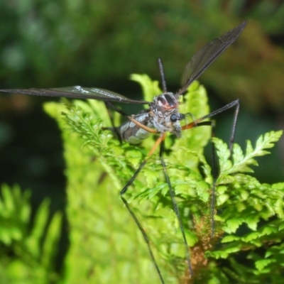 Tipulidae sp. (family) (Unidentified Crane Fly) at Kosciuszko National Park, NSW - 12 Mar 2020 by Harrisi