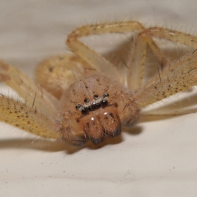 Neosparassus sp. (genus) (Badge huntsman) at Evatt, ACT - 19 Mar 2020 by TimL