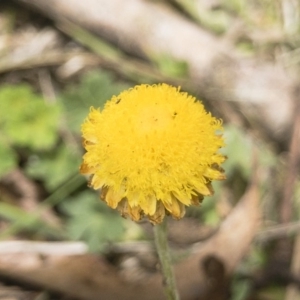 Coronidium monticola at Gourock National Park - 23 Jan 2020