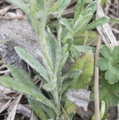 Coronidium monticola at Gourock National Park - 23 Jan 2020