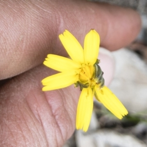 Hypochaeris radicata at Gourock National Park - 23 Jan 2020