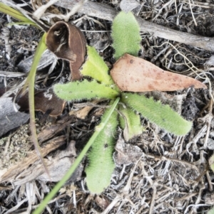 Hypochaeris radicata at Gourock National Park - 23 Jan 2020