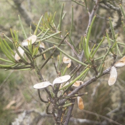 Hakea microcarpa (Small-fruit Hakea) at Jerangle, NSW - 23 Jan 2020 by Illilanga