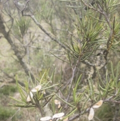 Hakea microcarpa at Gourock National Park - 23 Jan 2020